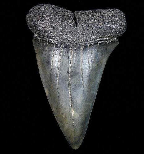 Large, Fossil Mako Shark Tooth - Georgia #75062